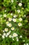 Yellow and White Daisies in a Field