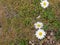 Yellow white daisy flower delicate pretty natural smell
