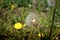 Yellow and white dandelions grow side by side. A white dandelion fluffed up in the wind