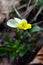 Yellow-white flower that emerges from the blur