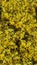 Yellow white Forsythia koreana flowers seamless background pattern