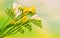 Yellow and white freesias flowers, close up, green to yellow gradient background