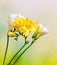 Yellow and white freesias flowers, close up, green to yellow gradient background