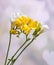 Yellow and white freesias flowers, close up, light hearts background