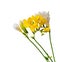 Yellow and white freesias flowers, close up, white background