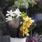 The Yellow, white and green orchids in a white bucket for sale at the entrance to the store