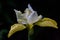 Yellow and white iris on a black background