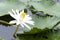 Yellow White Lotus flower Nymphaea lotus or water-lily, family Nymphaeaceae