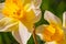 Yellow white Narcissus flower. Narcissus daffodil flowers, green leaves background