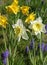 Yellow and white narcissus and muscaris in a lawn