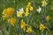 Yellow and white narcissus and muscaris in a lawn