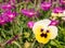 Yellow, white and purple flower surrounded by violet plants