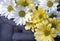 Yellow and White Shasta Daisies Closeup Detail on Old Rocking Chair