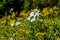 Yellow and White Texas WIldflowers.