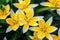 Yellow and White Tulip blossoming in garden on natural background (Tulip Tarda, late tulip).