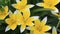 Yellow and White Tulip blossoming in garden on natural background Tulip Tarda, late tulip. Beautiful bouquet of tulips. colorful