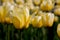 Yellow white tulups flowers blooming