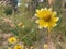 Yellow and White Wild Flowers Grand Mesa Colorado