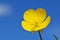 The yellow wild Buttercup flower in blue sky background