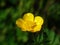 The yellow wild Buttercup flower in dark green background