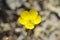 The yellow wild Buttercup flower in pale background