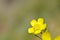 The yellow wild Buttercup flower in pale green background