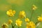 The yellow wild Buttercup flowers in green background