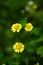Yellow wild chrysanthemum flower