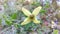 Yellow Wild Clematis Flower Macro