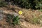 Yellow wild Dandelion flower