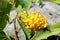 Yellow wild dragon fruit still covered with spikes