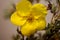 Yellow wild flower blossom close up botanical background dasiphora fruticosa family thymelaeaceae high quality big size print