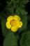 Yellow wild flower blossom ranunculus acris buttercup family ranunculaceae modern high quality prints