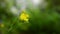 Yellow wild flower, blurred background.