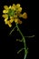 Yellow wild flower - great yellowcress Rorippa amphibia