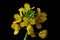 Yellow wild flower - great yellowcress Rorippa amphibia