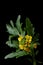 Yellow wild flower - great yellowcress Rorippa amphibia