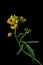 Yellow wild flower - great yellowcress Rorippa amphibia