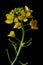 Yellow wild flower - great yellowcress Rorippa amphibia