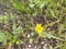 Yellow wild flower nature ground scape a