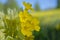 Yellow wild flower in a spring meadow. A closeup of a primrose flower