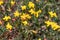 Yellow wild flower Terschelling