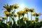 Yellow Wild Flowers Alpine with Blue Sky and Sun Sunshine Sunburst