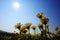 Yellow Wild Flowers Alpine with Blue Sky and Sun Sunshine Sunburst