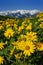 Yellow Wild Flowers Alpine with Snow Covered Mountains and Blue Sky