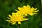 Yellow wild flowers, A herp flower of Leontodon hispidus, is a perennial herb occurring in hay meadows,