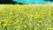 Yellow Wild Flowers Meadow