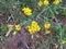 Yellow Wild Flowers in a neglected Garden