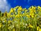 Yellow wild flowers spring background