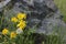 Yellow wild flowers and white blowballs on a rock background in summer day